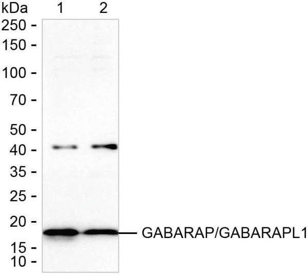 Anti-GABARAP/GABARAPL1