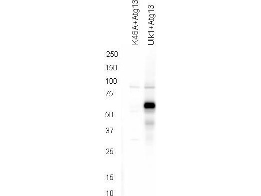 Anti-phospho-ATG13 (Ser318)