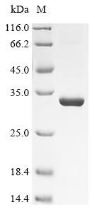Chymotrypsin-like protease VLCTLP, Macrovipera lebetina, recombinant