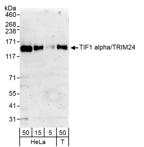 Anti-TIF1 Alpha/TRIM24