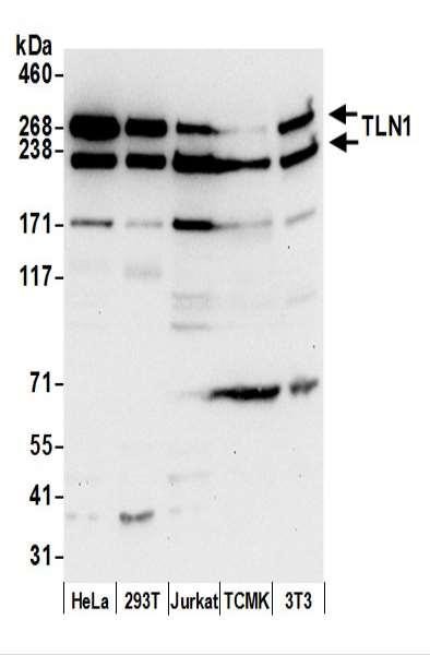 Anti-TLN1/Talin-1