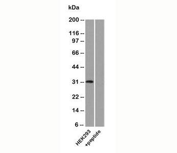 Anti-Uroplakin 3A