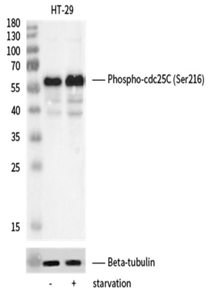 Anti-Phospho-cdc25C (Ser216) Monoclonal Recombinant Antibody