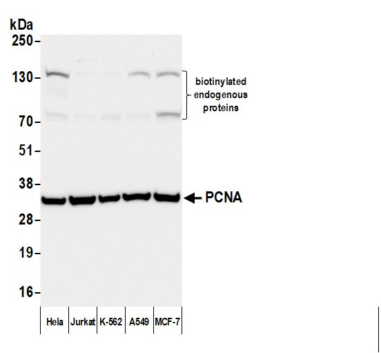 Anti-Mouse IgG-heavy and light chain, Biotin conjugated