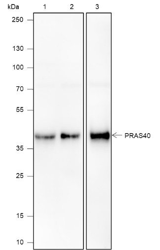 Anti-Recombinant PRAS40, clone A589