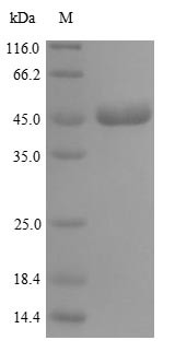 Stromelysin-2 (MMP10), human, recombinant