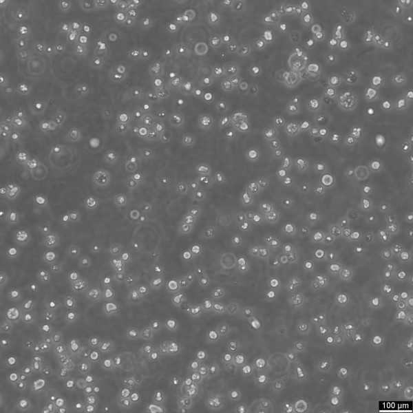 DB Cells