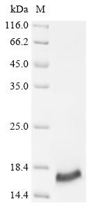 Small proline-rich protein 2E (Sprr2e), mouse, recombinant
