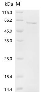 Large ribosomal subunit protein bL28m (MRPL28), recombinant human