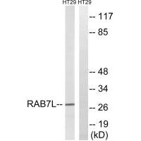 Anti-RAB29