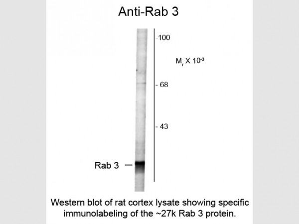 Anti-Rab 3