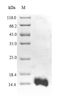 Replication factor C subunit 1 (RFC1), partial, human, recombinant