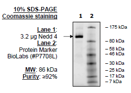 NEDD4, active human recombinant protein