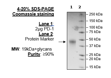 PD-1, Avi-His-Tag (Mouse)