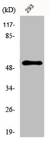 Anti-CYP39A1