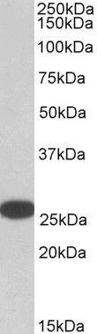 Anti-RANBP1, C-terminal