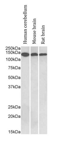 Anti-CNTN1 / Contactin 1