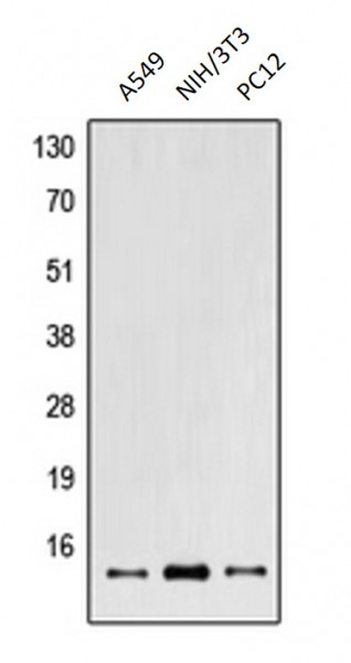 Anti-POLR2I / RPB8