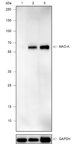Anti-Recombinant MAO-A, clone A611