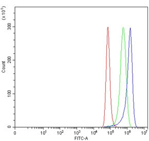 Anti-Gamma Synuclein / SNCG