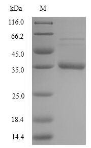 Acyl carrier protein (acpP), Staphylococcus aureus, recombinant