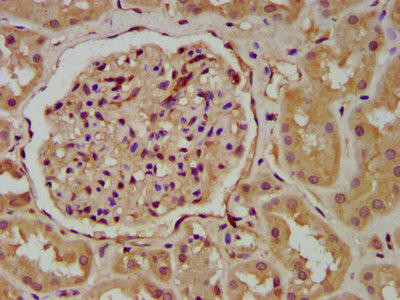 Anti-WNT9B