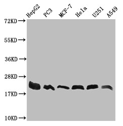 Anti-FIS1 Recombinant Monoclonal, clone 27B4