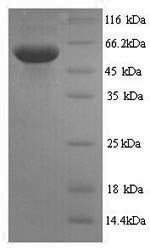 Spermine oxidase (Smox), mouse, recombinant