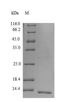 Beta-defensin 124 (DEFB124), human, recombinant