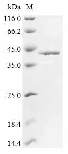 Fos-related antigen 1 (Fosl1), mouse, recombinant