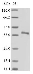 Secreted frizzled-related protein 5 (Sfrp5), mouse, recombinant