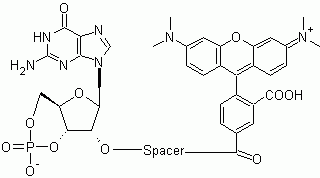 TAMRA-cGMP PDE V substrate *Red fluorescence*