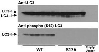 Anti-phospho-LC3C (Ser12)