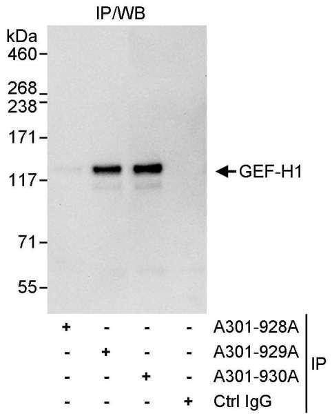 Anti-GEF-H1