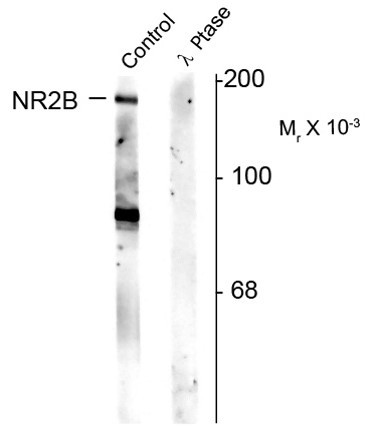 Anti-phospho-NMDAR2B (Ser1480)