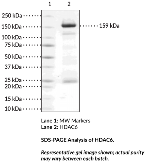 HDAC6 (human, recombinant)
