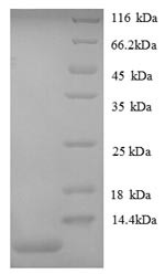 Growth-regulated alpha protein (Cxcl1), partial, mouse, recombinant