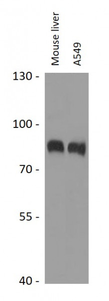 Anti-MAN1A2