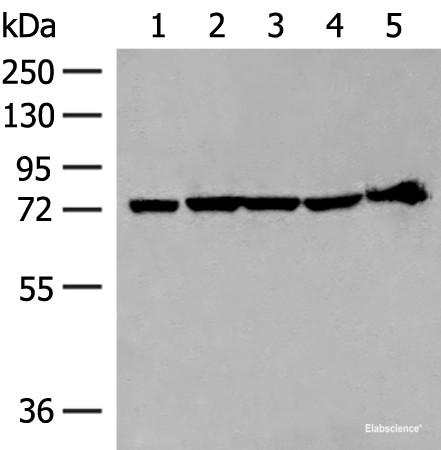 Anti-CALCOCO1