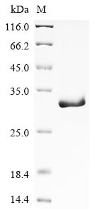 Kallikrein-9 (KLK9), human, recombinant
