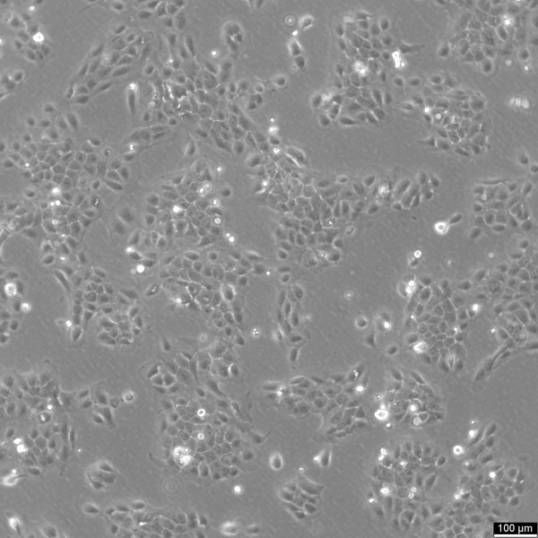 SCC-9 Cells