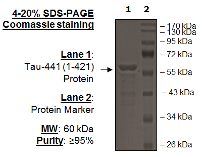 Tau-441 (1-421) Protein