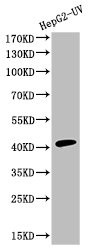 Anti-Cleaved-CASP9 (D353)