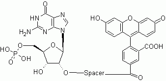 GMP-Fluorescein conjugate calibrator
