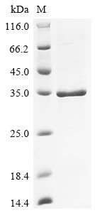 Granzyme K (GZMK), human, recombinant