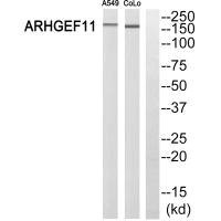 Anti-ARHGEF11