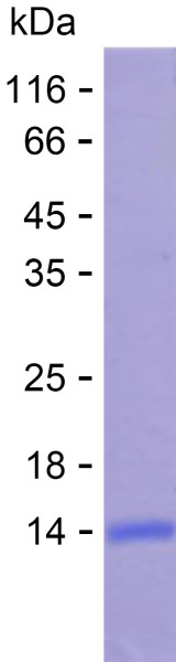 Recombinant Human HLA-DRB1 Protein