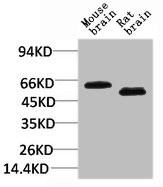 Anti-SLC1A2