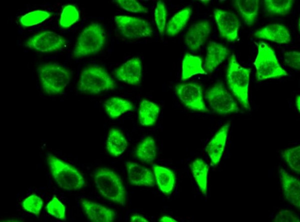 Anti-Peroxiredoxin 6