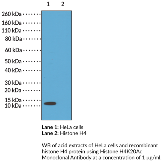 Anti-Histone H4K20Ac Monoclonal Antibody (RM205)